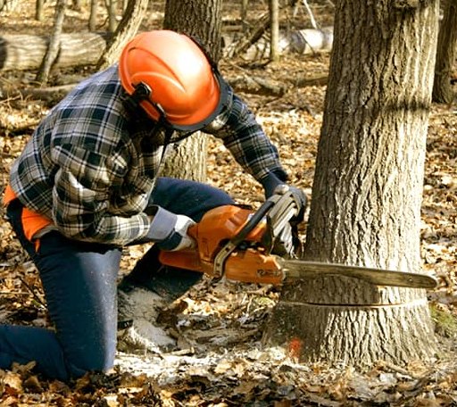 Tree Removal in Vashon, WA